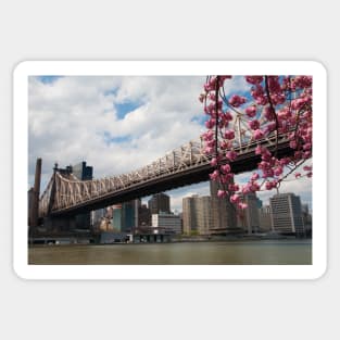 Cherry Blossoms Under the Queensborough Bridge 2 Sticker